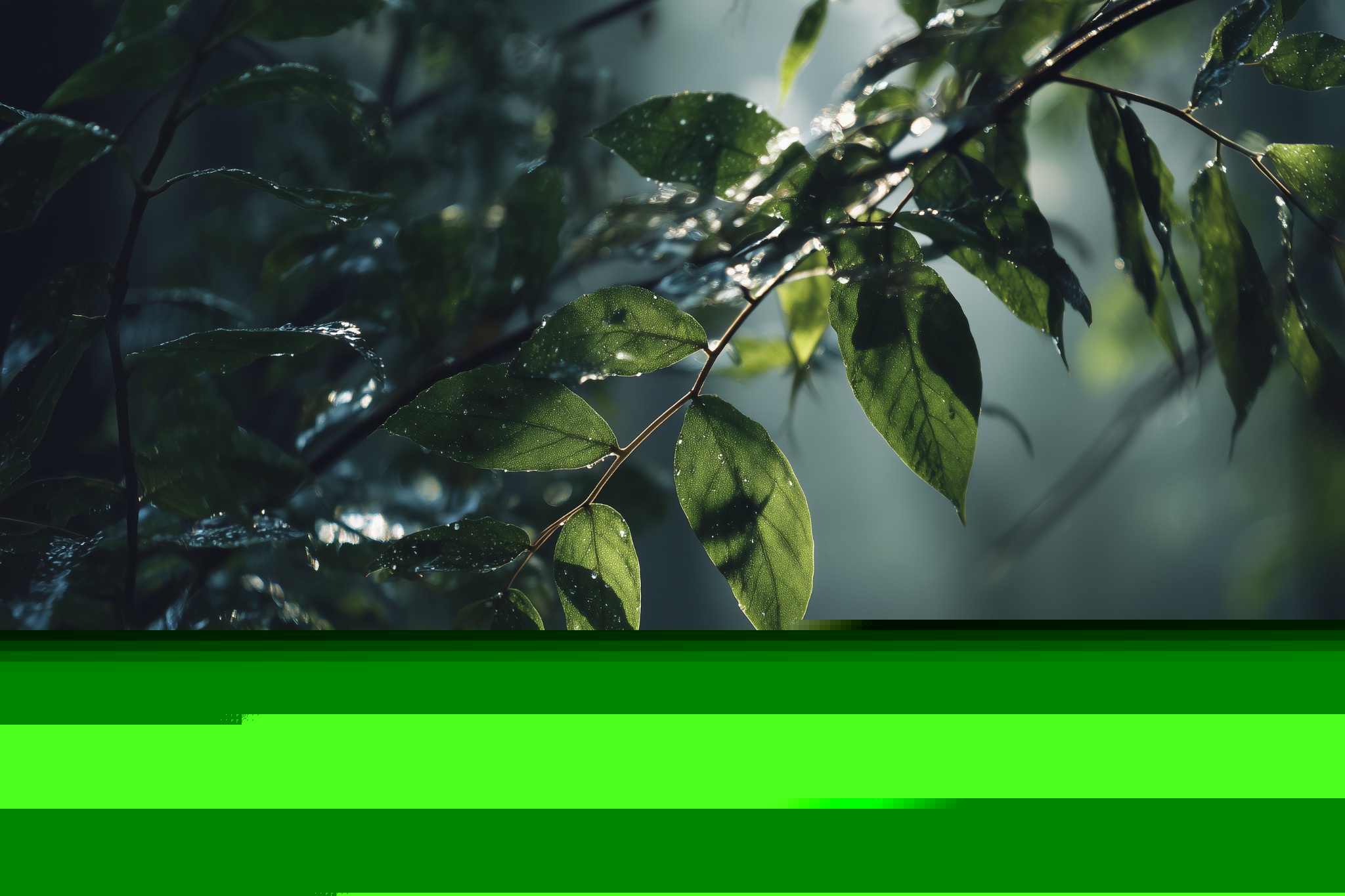 Rainy Forest Atmosphere